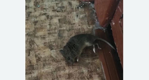 Дезинфекция от мышей в Жирновске