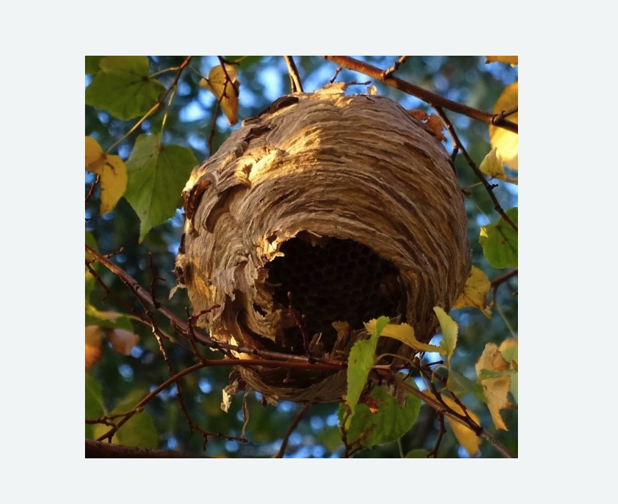 Обработка от шершней в Жирновске