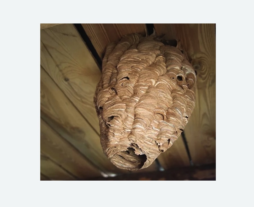 обработка от шершней в Жирновске