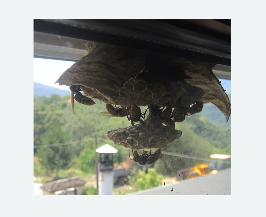 Уничтожение гнёзд шершней в Жирновске