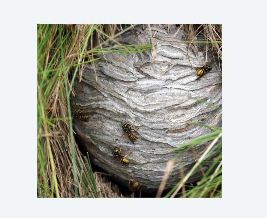 Уничтожение ос и ульев в Жирновске